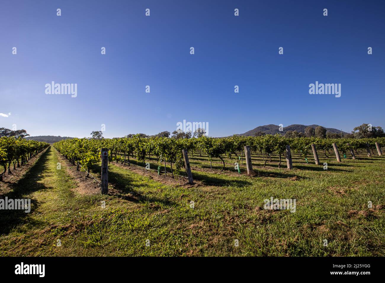The view of the green vineyards. Beautiful countryside landscape