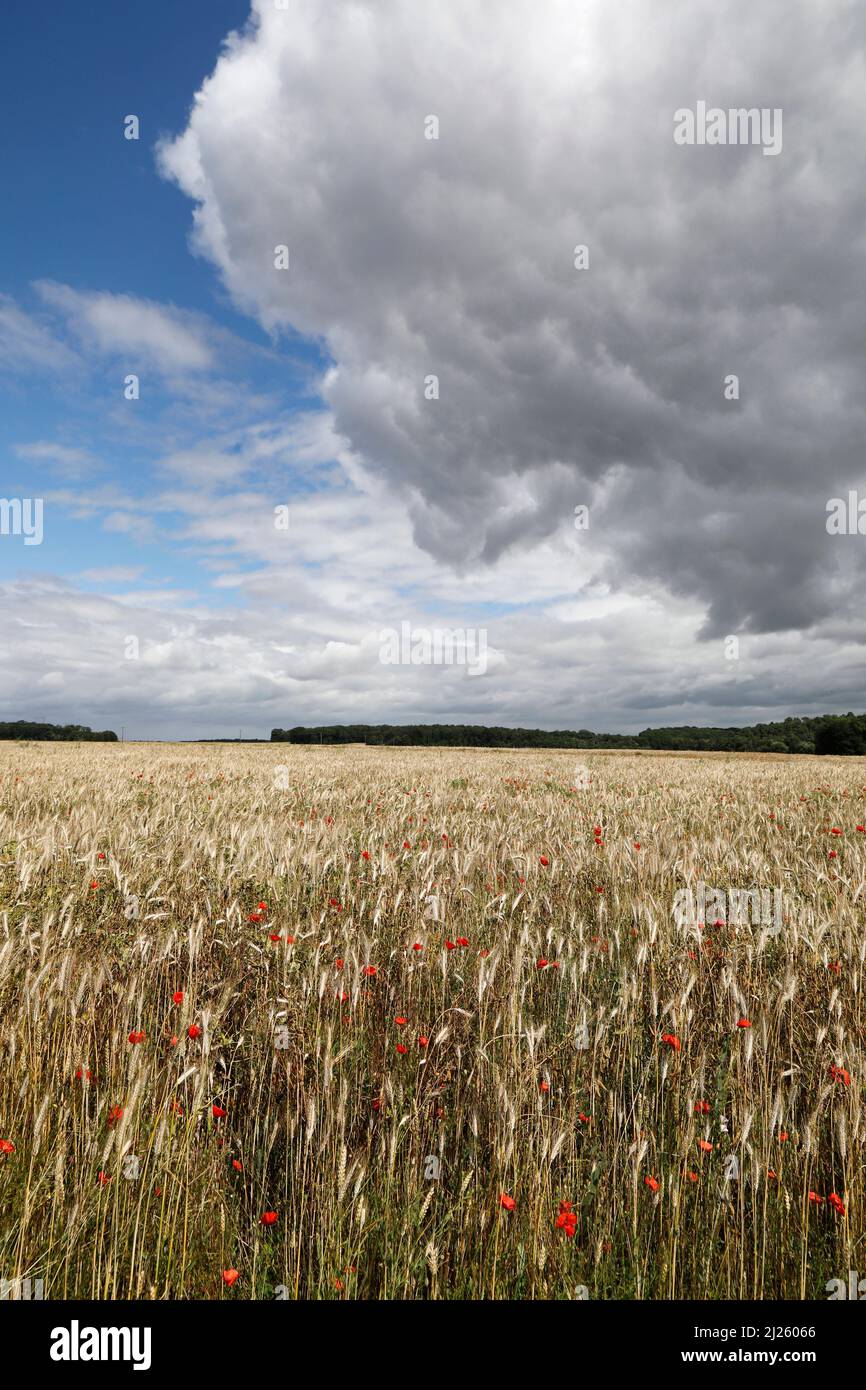 Cloudy sky over a field with poppies in Eure, France Stock Photo
