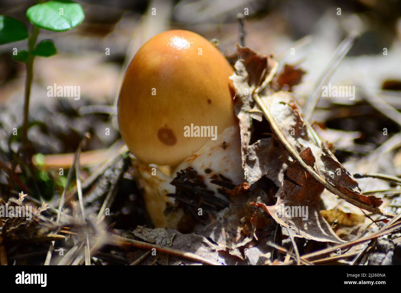 mushrooms on with latin name agaricus silvaticus in a forest glade Stock Photo