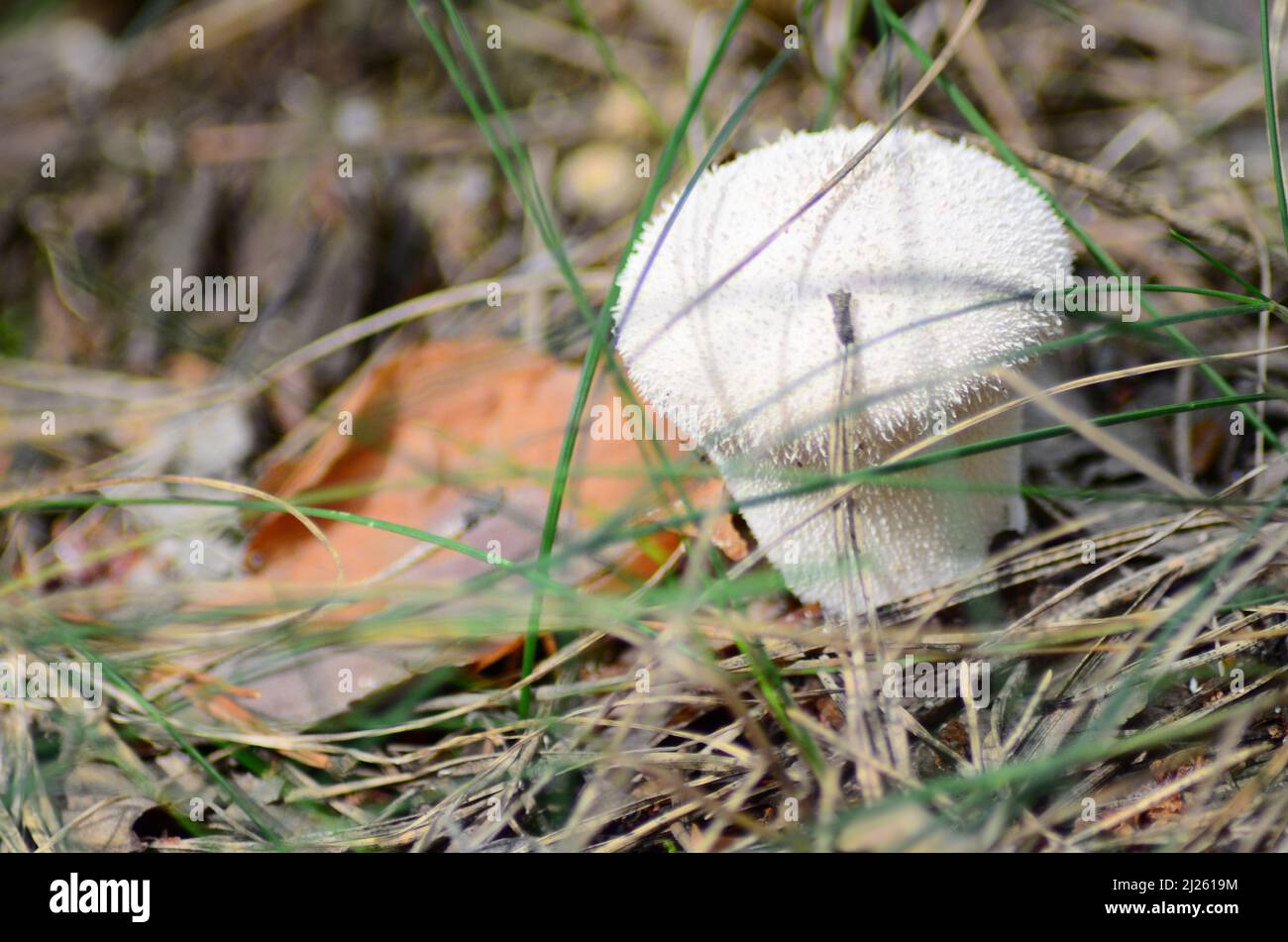 mushrooms on with latin name agaricus silvaticus in a forest glade Stock Photo
