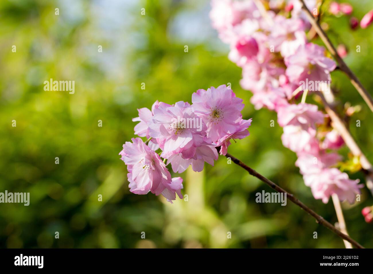 Sakura, pink Cherry blossom in springtime, UK Stock Photo