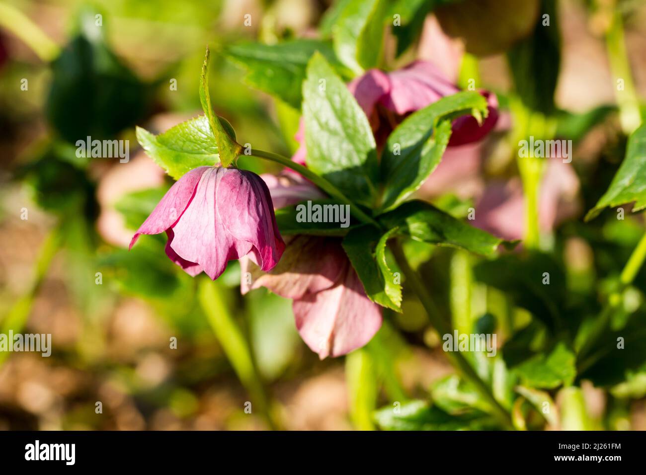 Helleborus orientalis, the Lenton rose flowers in springtime UK Stock Photo