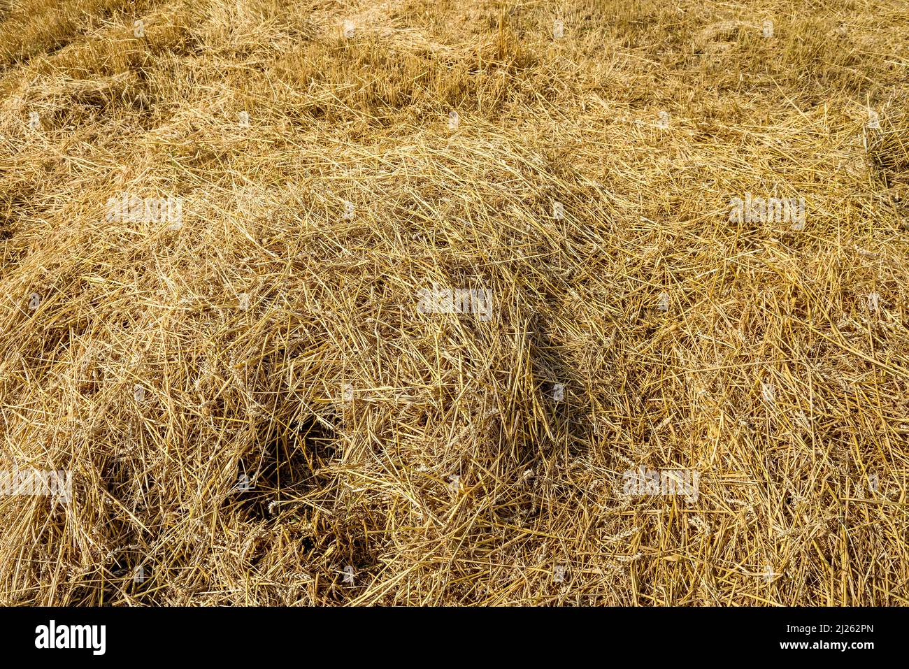 Golden straw on field with machine trace on ground Stock Photo