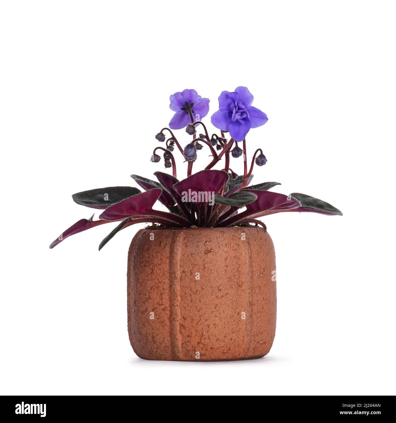 Side view of blooming blue Sainpaulia aka African violet plant in terracotta pot. Isolated on a white background. Stock Photo