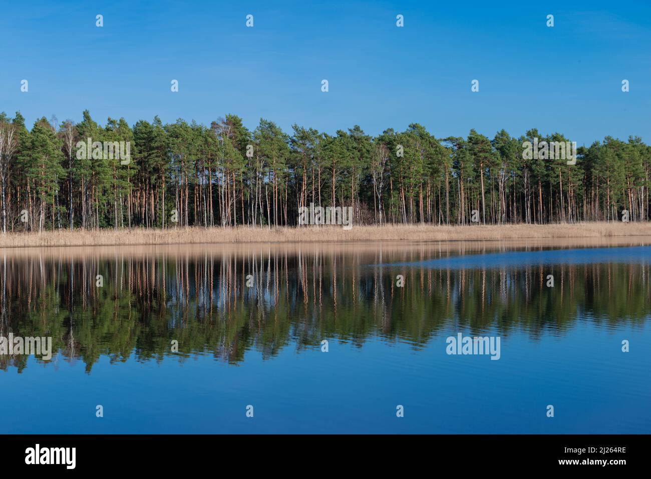The lake is situated in a tall pine forest. The shores are covered with dry yellow grass. The sky is clear. Stock Photo
