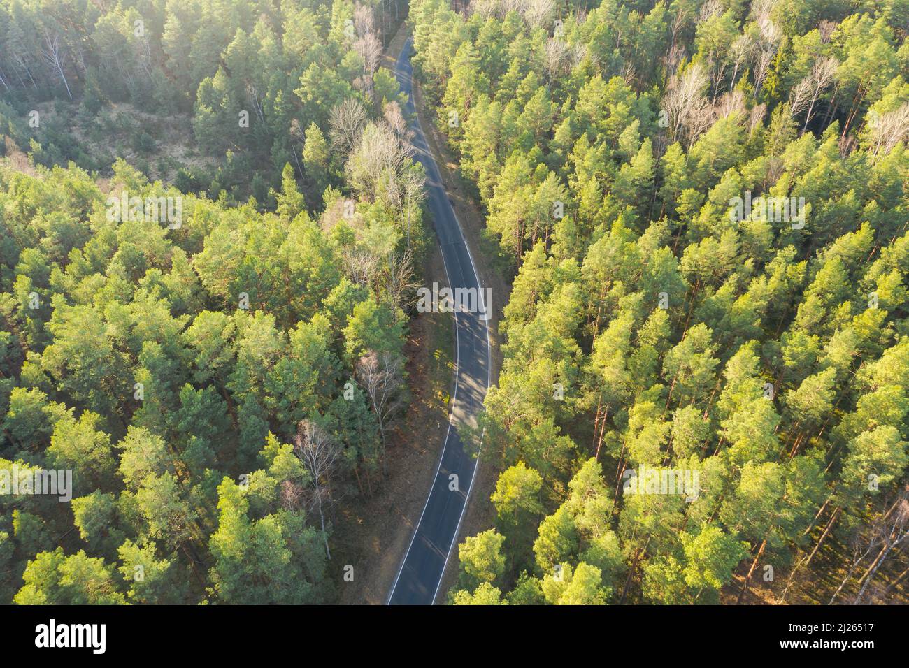 Plain overgrown with tall pine trees. Among the trees you can see a