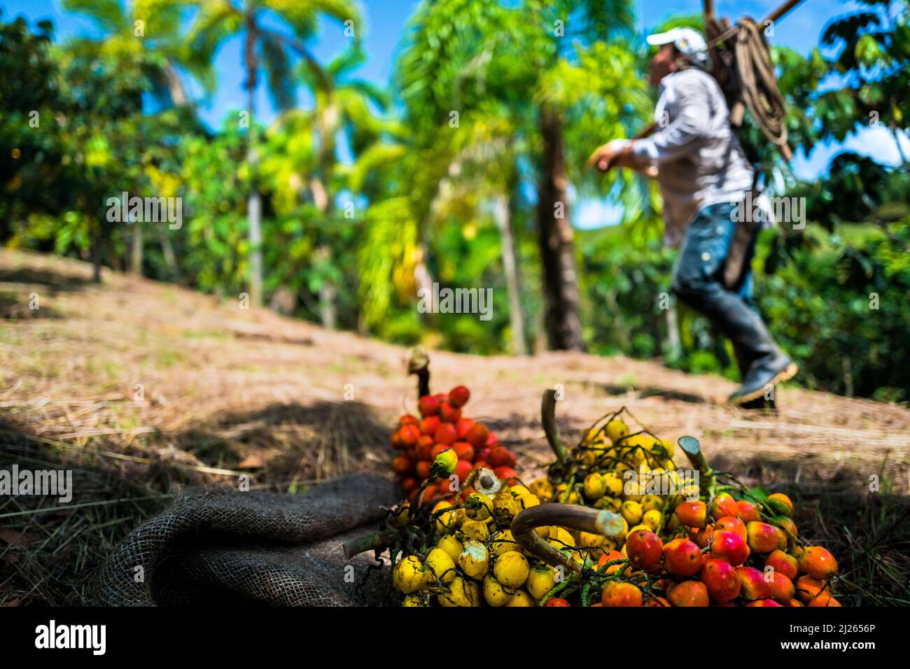 A Colombian farmer, carrying the marota scaffold, walks along freshly harvested chontaduro (peach palm) fruits on a farm near El Tambo, Colombia. Stock Photo