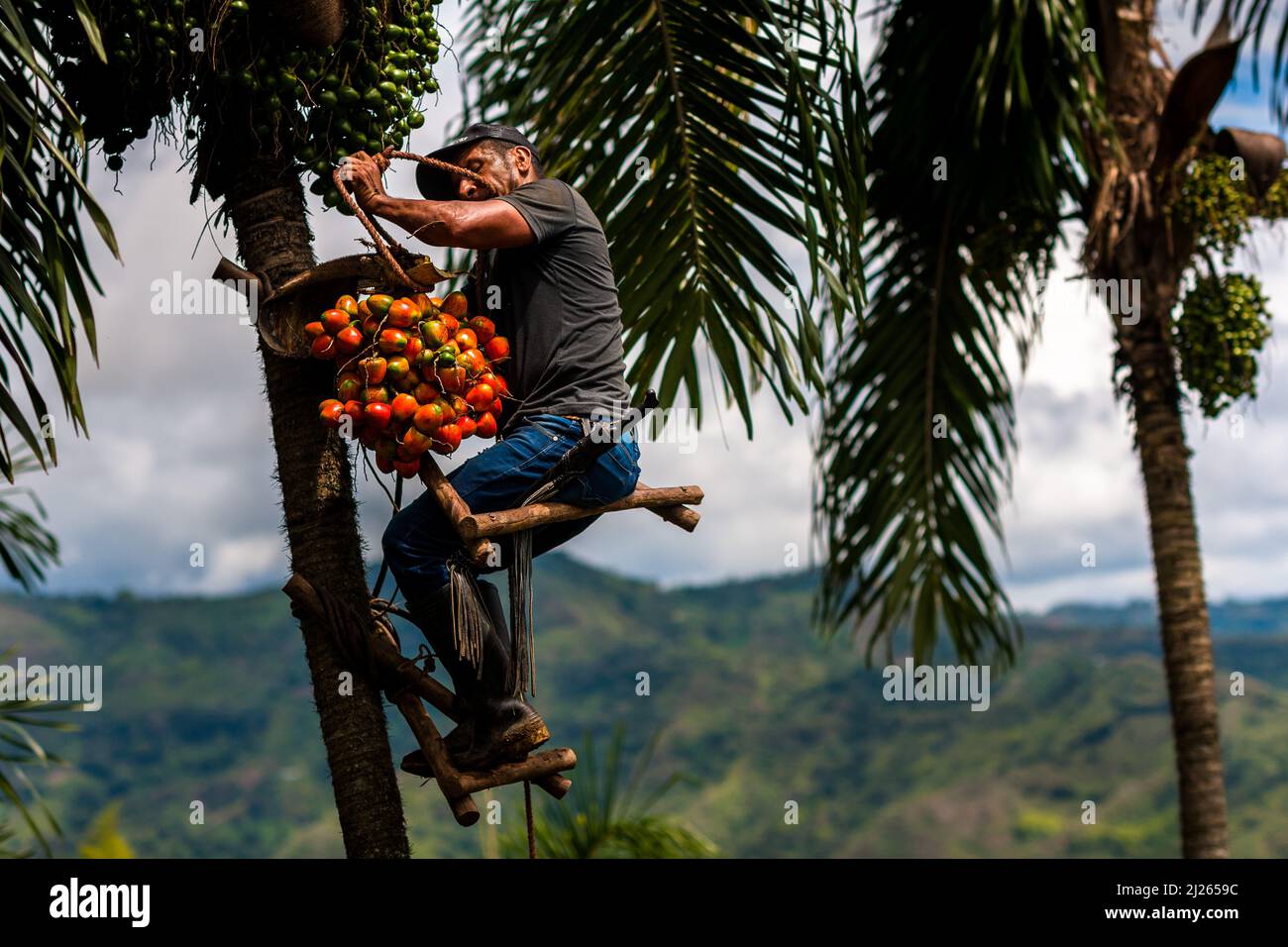 A Colombian farmer, sitting on the climbing scaffold on a peach palm tree top, harvests chontaduro fruits on a farm near El Tambo, Cauca, Colombia. Stock Photo