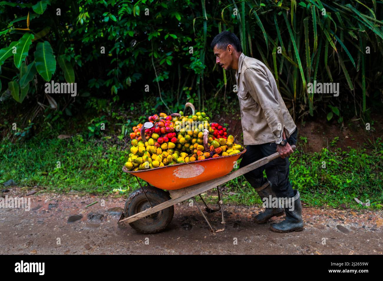 A Colombian farmer pushes a wheelbarrow loaded with freshly harvested chontaduro (peach palm) fruits on a farm near El Tambo, Cauca, Colombia. Stock Photo