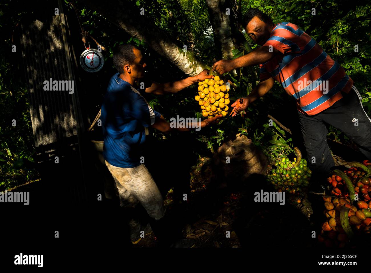 Colombian farmers weigh bunches of harvested chontaduro (peach palm) fruits on a farm near El Tambo, Cauca, Colombia. Stock Photo