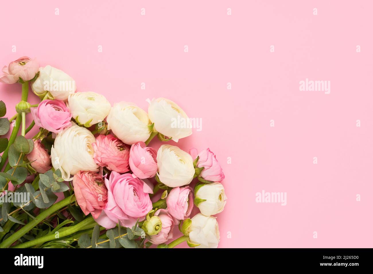 Bunch of beautiful ranunculus flowers on a pink background. Mothers Day, Valentines Day, birthday concept. Top view, copy space for text Stock Photo