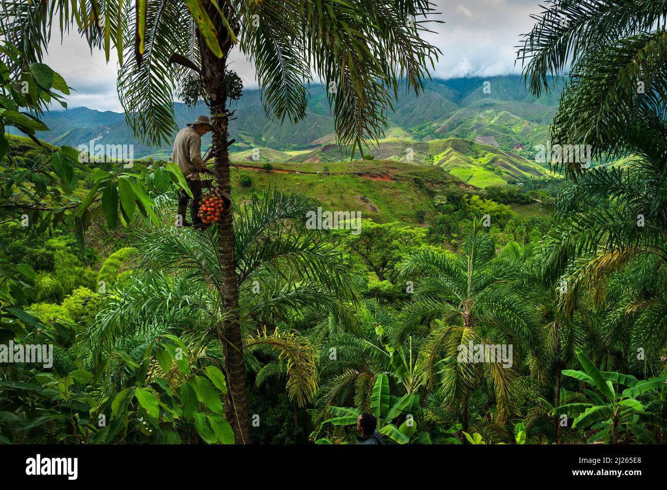 A Colombian farmer climbs a peach palm tree with the marota scaffold to harvest chontaduro fruits on a farm near El Tambo, Cauca, Colombia. Stock Photo
