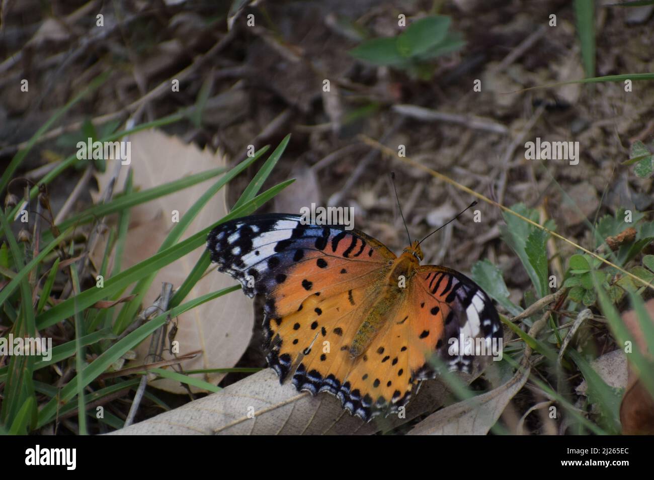 Amazing picture of  indian fritillary (argynnis hyperbius ) butterfly. on ground Stock Photo