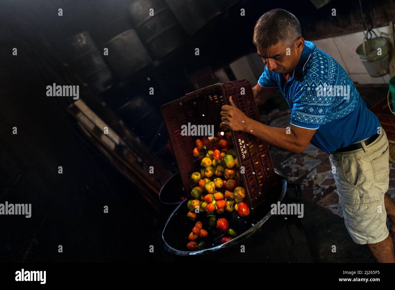 A Colombian man throws raw chontaduro (peach palm) fruits into a cooking barrel in a processing facility in Cali, Valle del Cauca, Colombia. Stock Photo