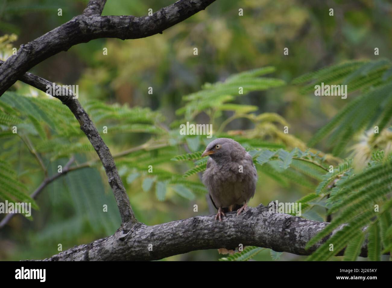 picture of beautiful bird sitting on tree branch jungle babbler ( argya striata ) Stock Photo