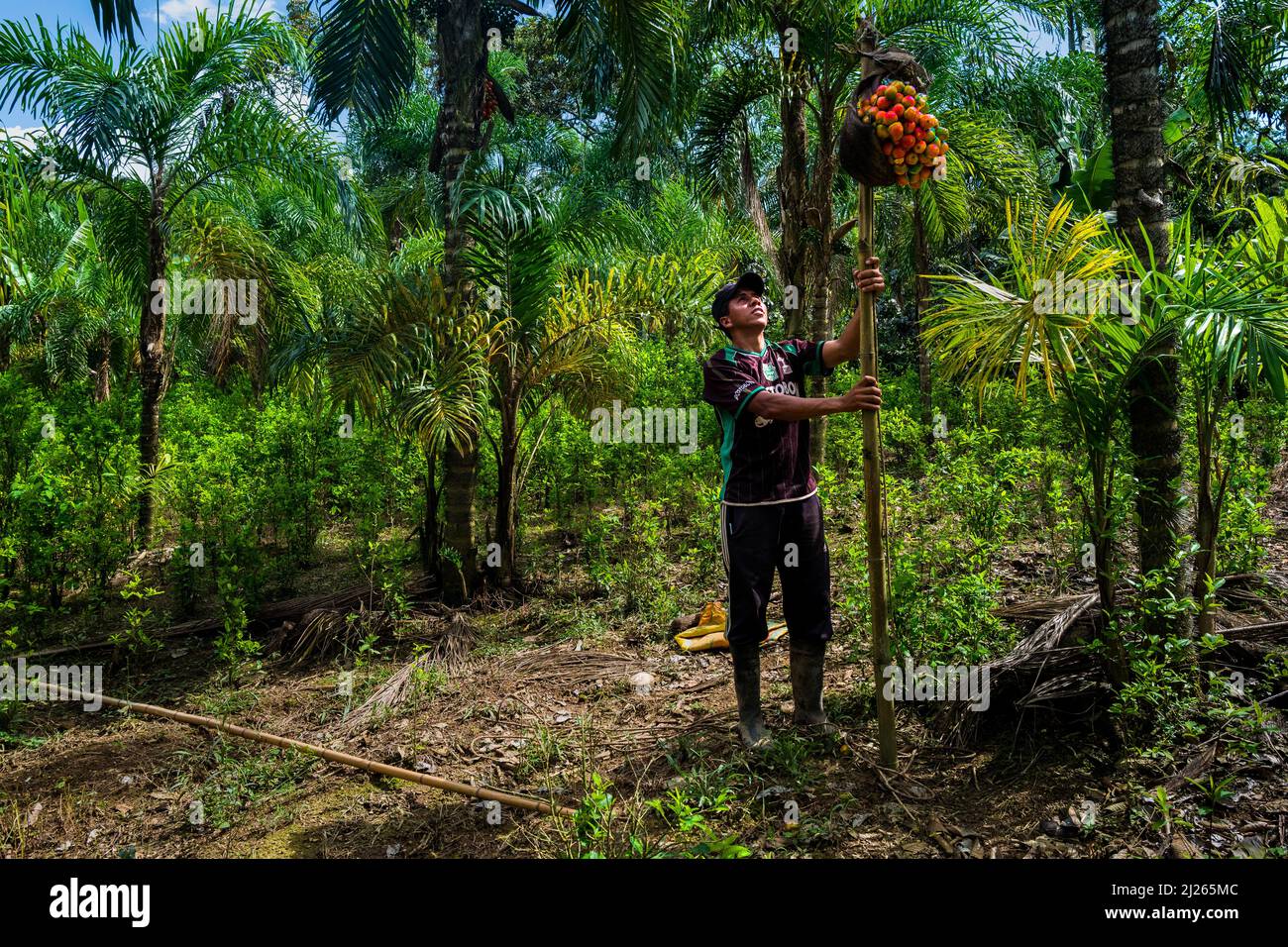 A Colombian farmer, employing a harvesting stick, carries a bunch of chontaduro (peach palm) fruits on a farm near El Tambo, Cauca, Colombia. Stock Photo