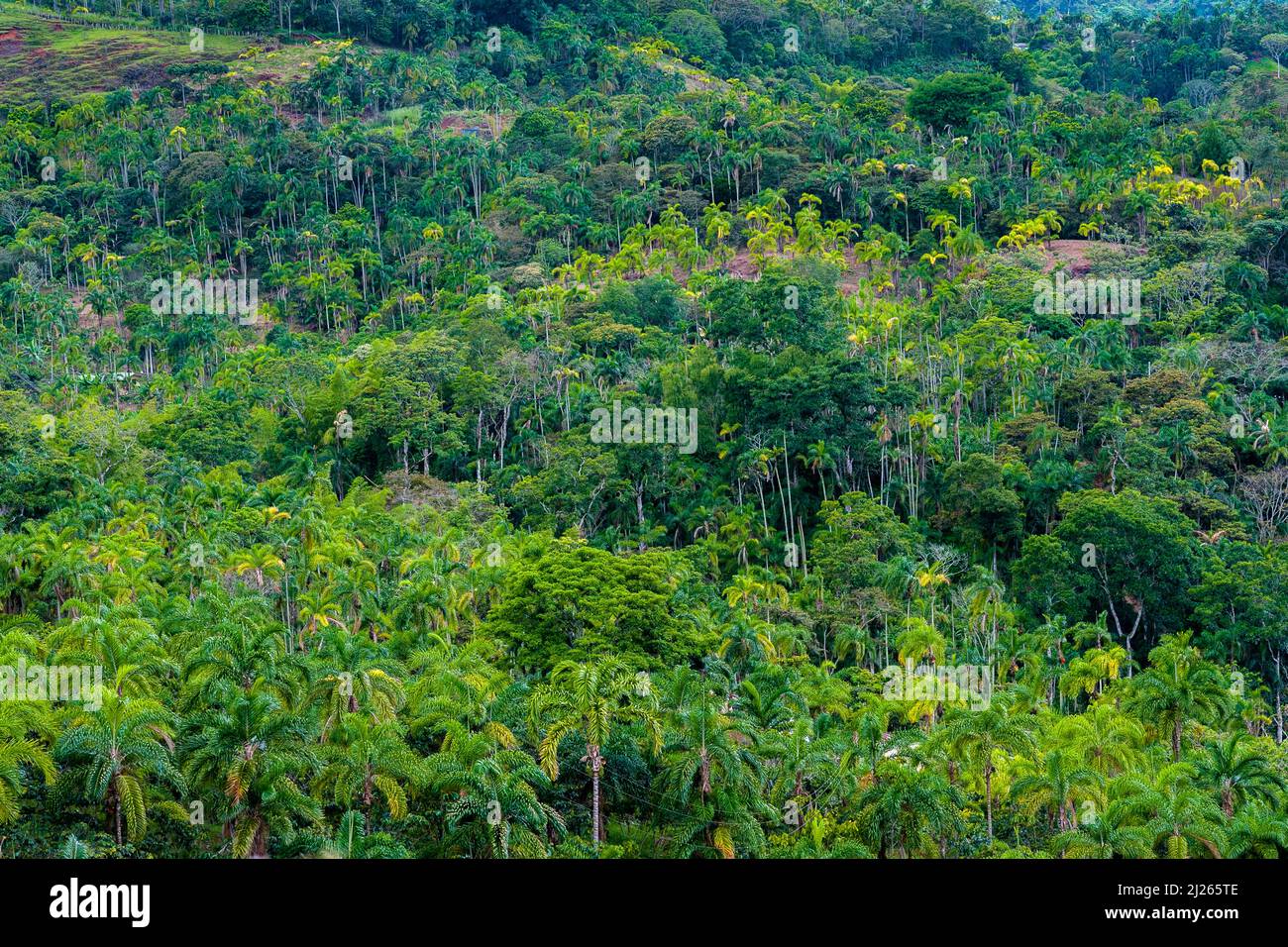 Peach palms are seen growing at a plantation on the mountainside near El Tambo, Cauca, Colombia. Stock Photo