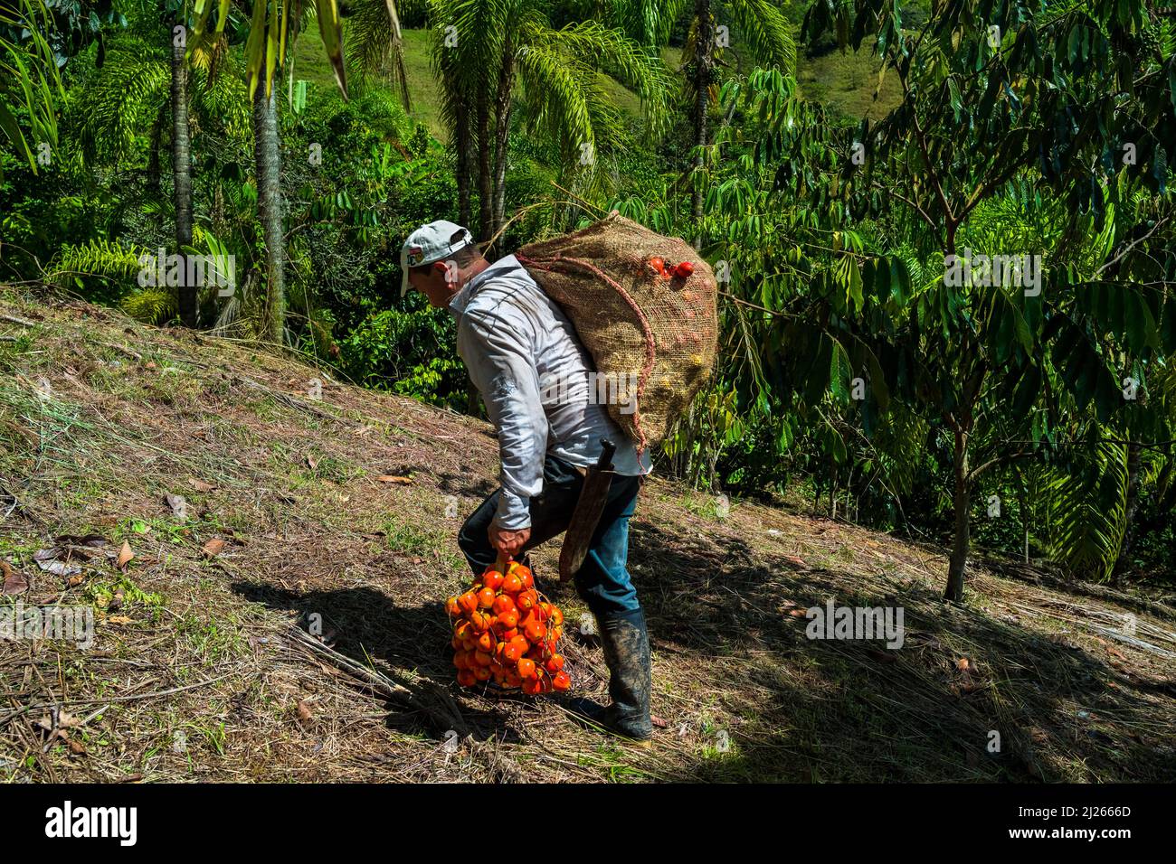 A Colombian farmer carries freshly harvested bunches of chontaduro (peach palm) fruits on a farm near El Tambo, Cauca, Colombia. Stock Photo