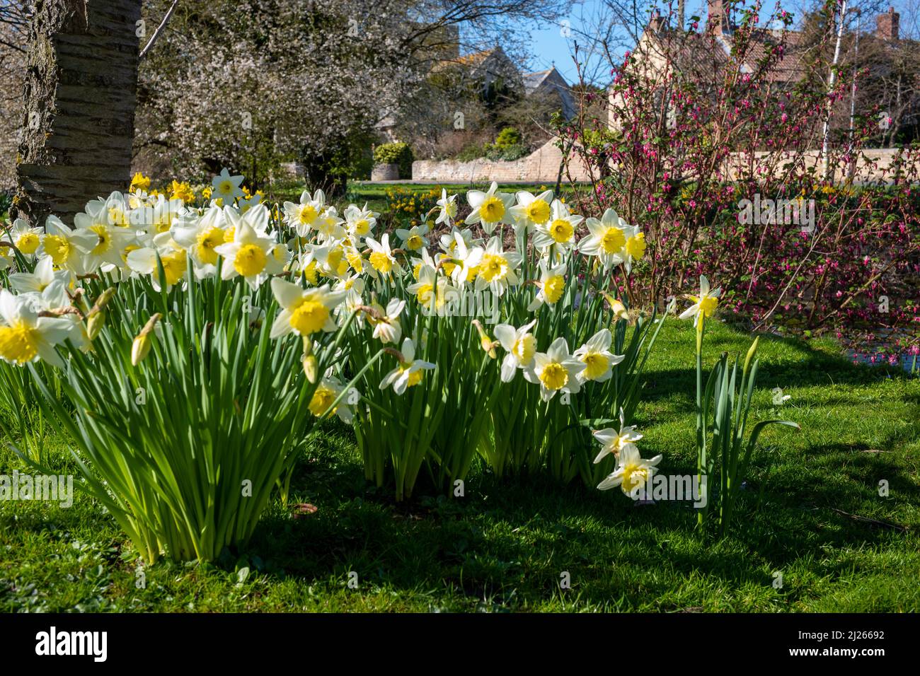 Daffodils in Spring, Scopwick, Lincolnshire Stock Photo