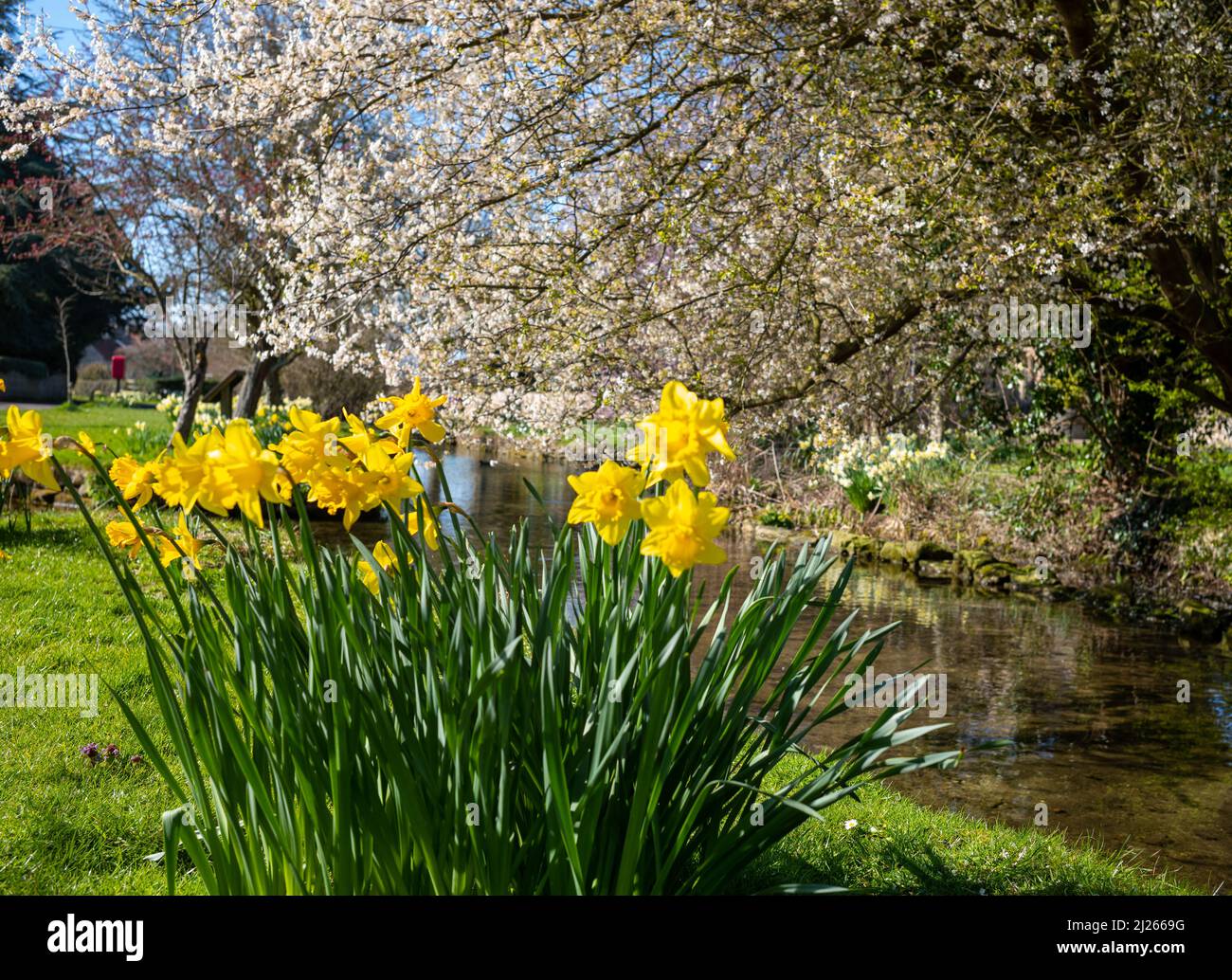 Daffodils in Spring, Scopwick, Lincolnshire Stock Photo