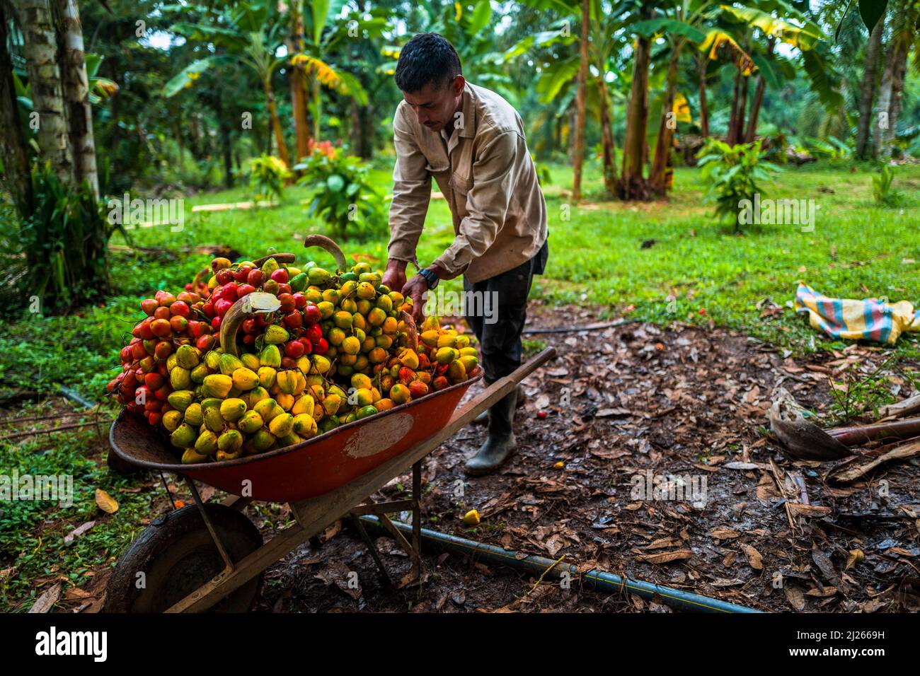 A Colombian farmer loads a wheelbarrow with freshly harvested chontaduro (peach palm) fruits on a farm near El Tambo, Cauca, Colombia. Stock Photo