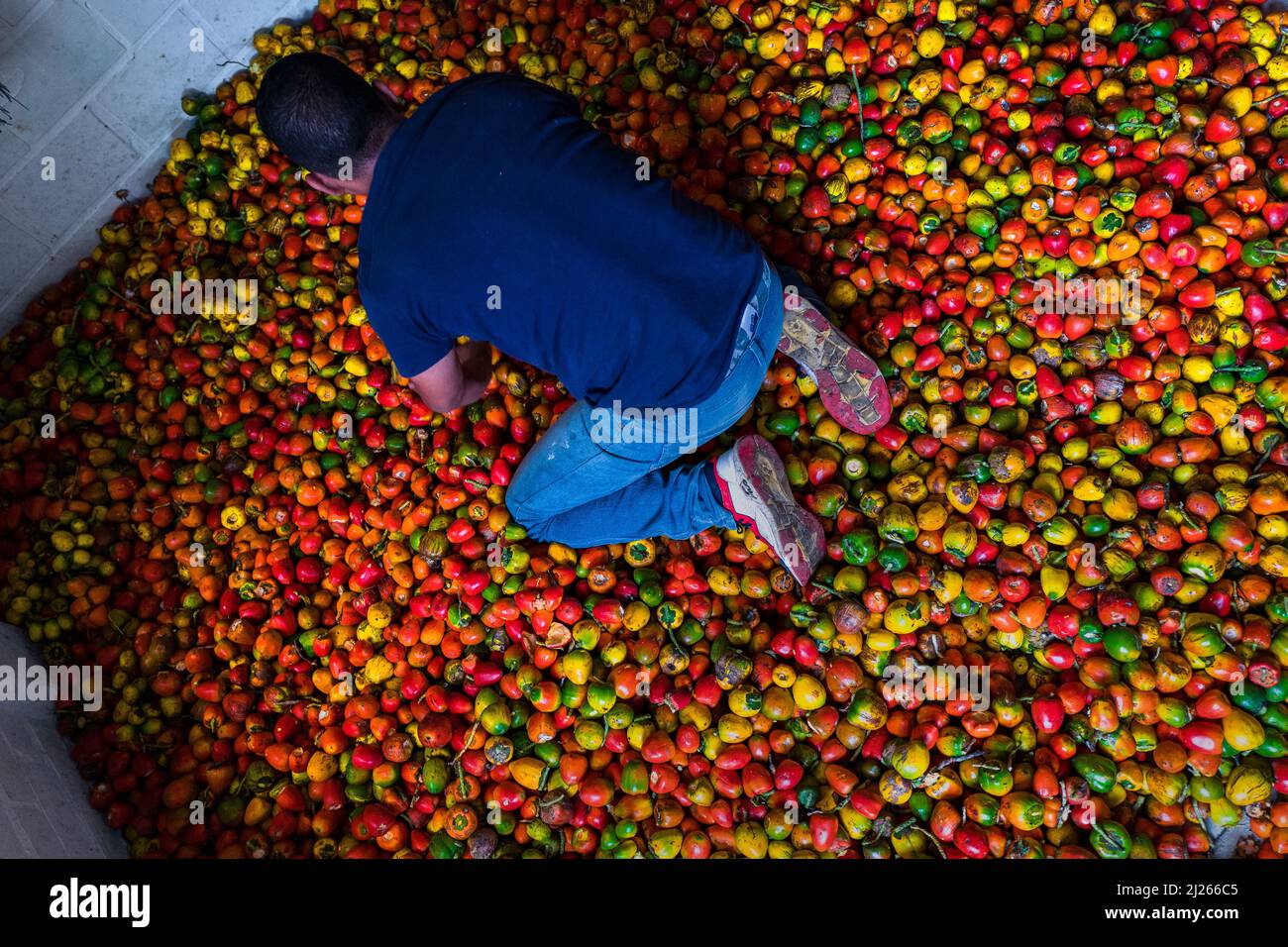 A Colombian man spreads raw chontaduro (peach palm) fruits on the floor in a processing facility in Cali, Valle del Cauca, Colombia. Stock Photo