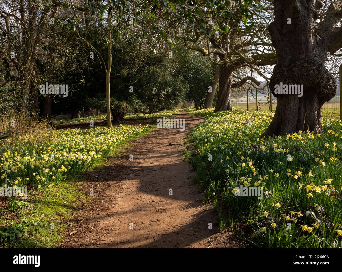 Daffodils in Spring, Lincolnshire Stock Photo