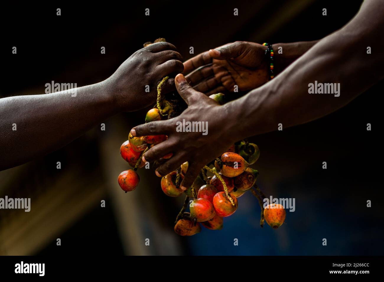 Hands of Afro-Colombian workers are seen holding a bunch of chontaduro (peach palm) fruits in a processing facility in Cali, Valle del Cauca, Colombia. Stock Photo