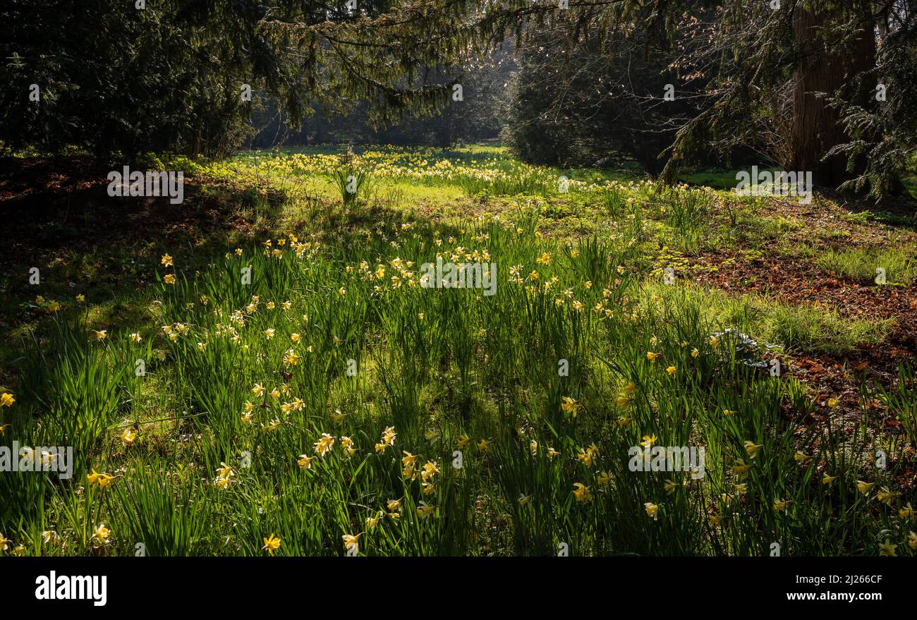 Daffodils in Spring, Lincolnshire Stock Photo