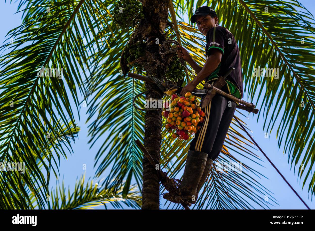 A Colombian farmer, climbing a peach palm tree with the marota scaffold, harvests chontaduro fruits on a farm near El Tambo, Cauca, Colombia. Stock Photo