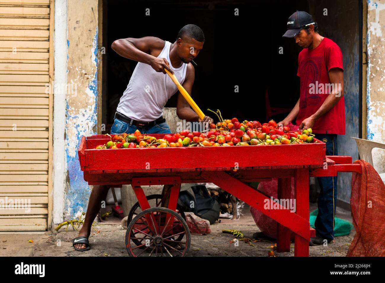 An Afro-Colombian man sells raw chontaduro (peach palm) fruits on the street in Cali, Valle del Cauca, Colombia. Stock Photo