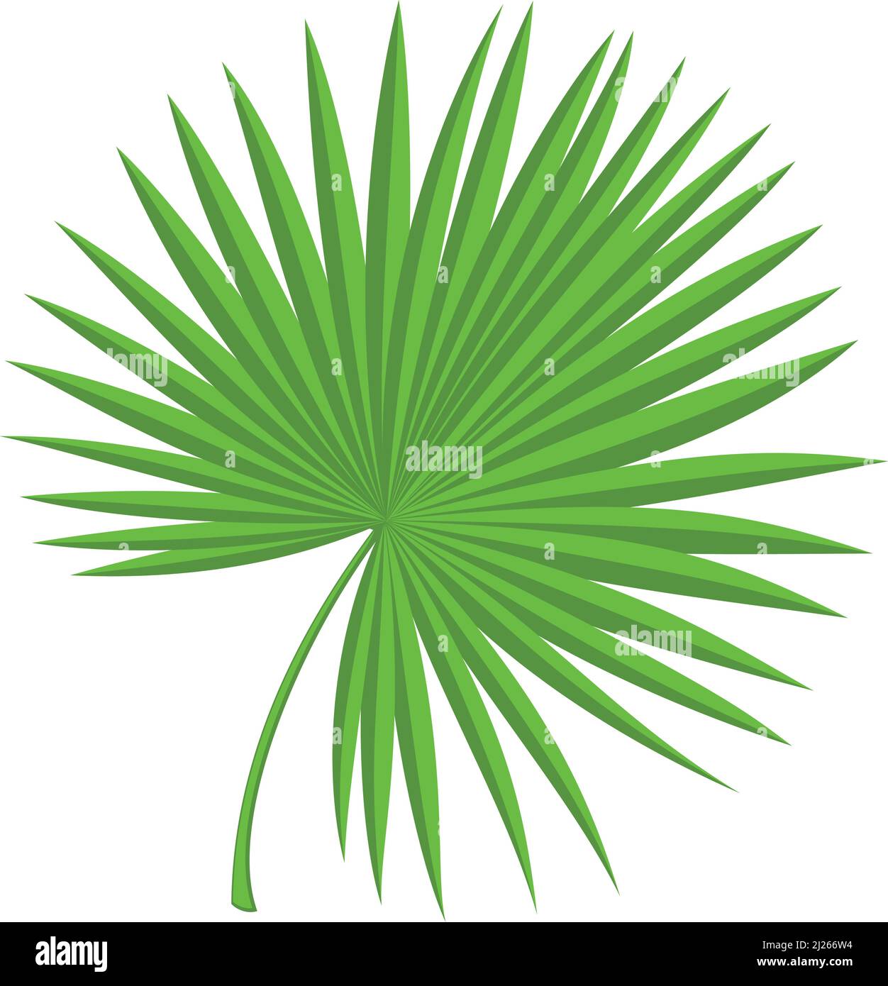 Palm leaves. Fan frond. Tropical tree foliage Stock Vector