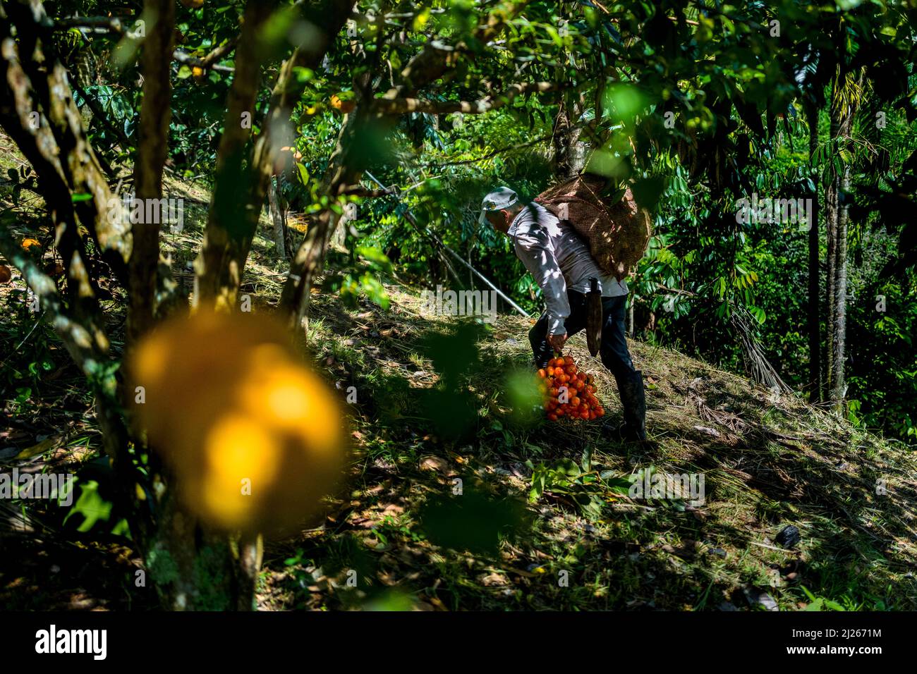 A Colombian farmer carries freshly harvested bunches of chontaduro (peach palm) fruits on a farm near El Tambo, Cauca, Colombia. Stock Photo