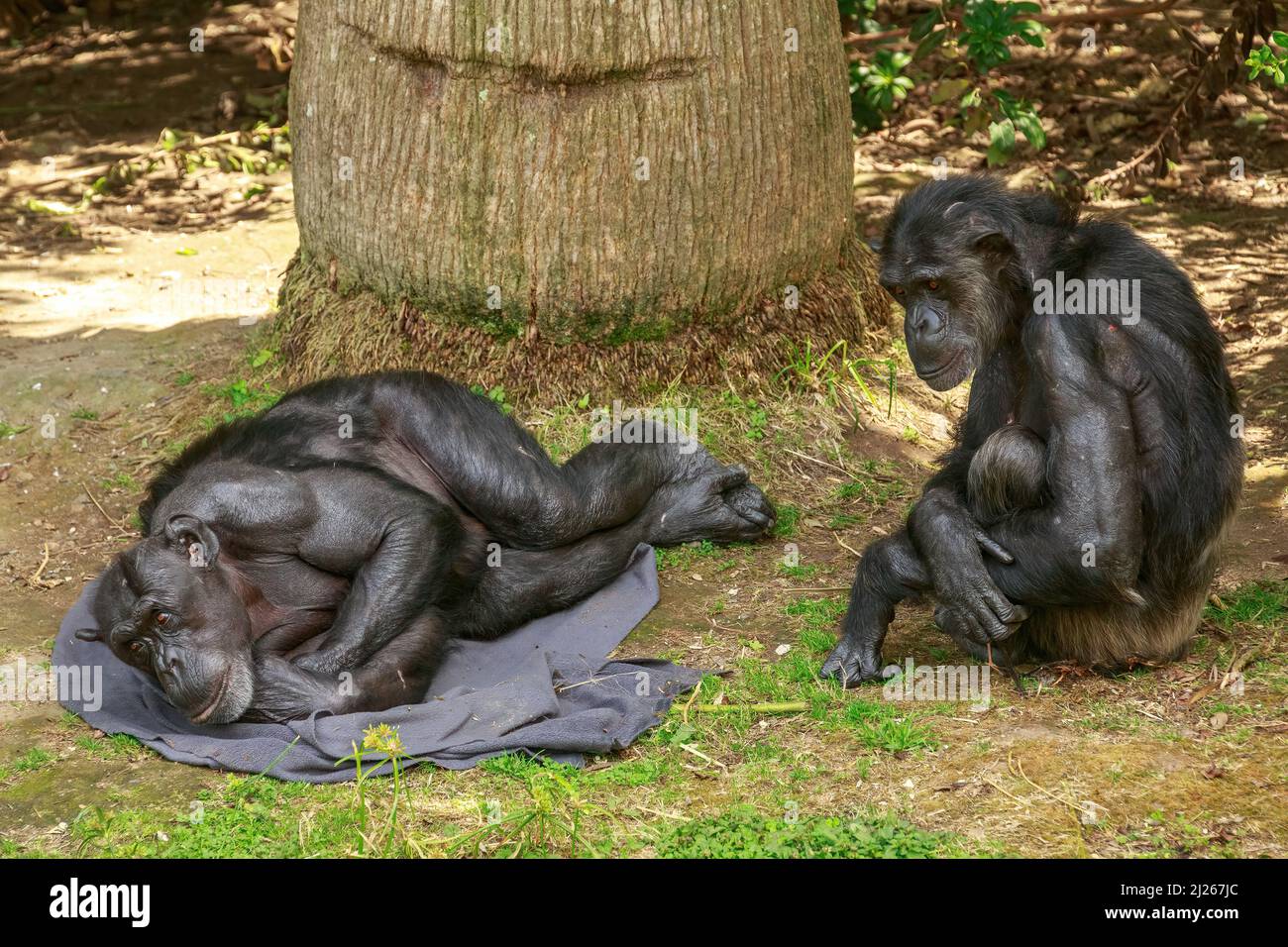 Chimpanzees at a zoo. An older male rests on a blanket with a female sitting next to him Stock Photo