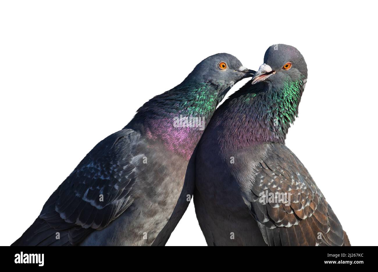 kissing doves on white background Stock Photo Alamy