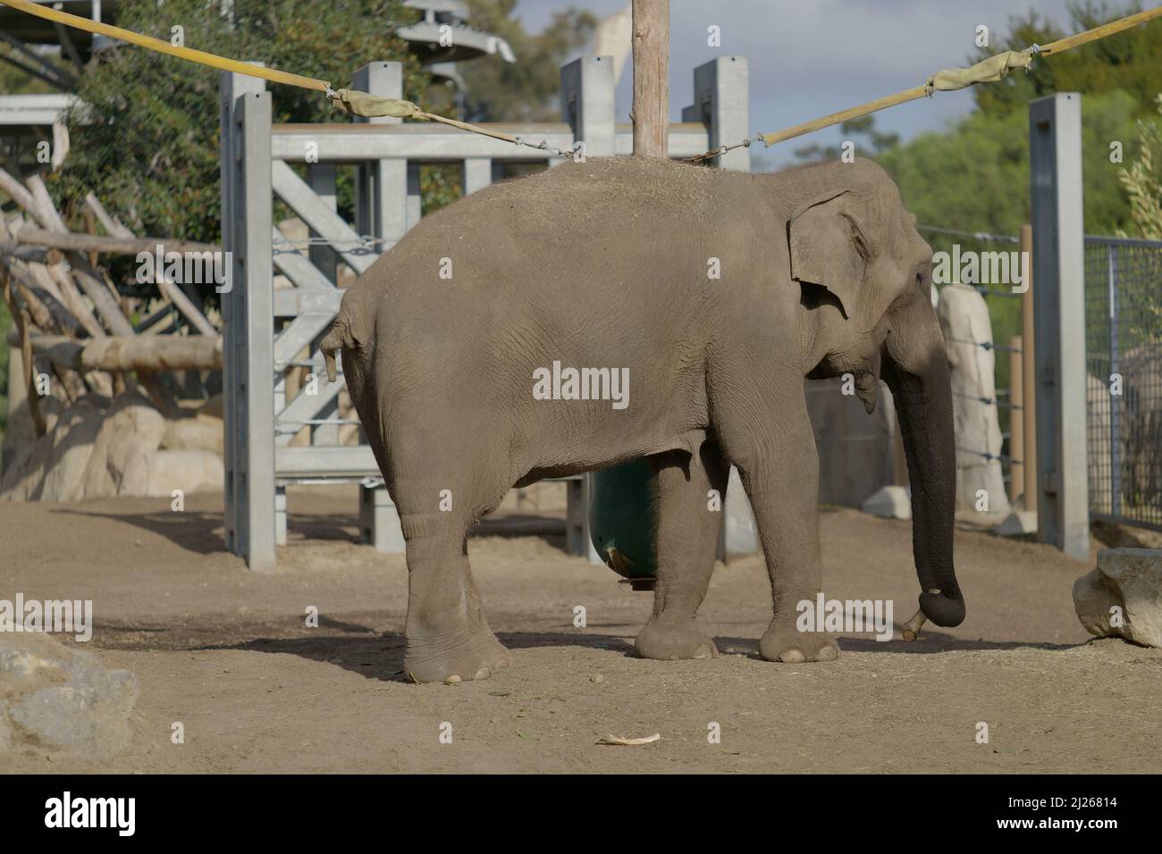 A big elephant standing in outdoor enclosure in zoo Stock Photo Alamy