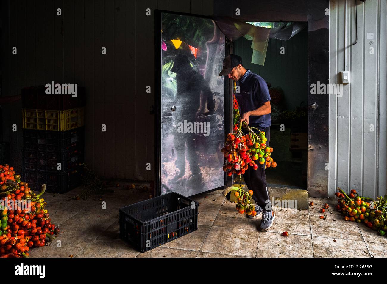 A Colombian man carries a bunch of chontaduro (peach palm) fruits from a freezer room in a processing facility in Cali, Valle del Cauca, Colombia. Stock Photo