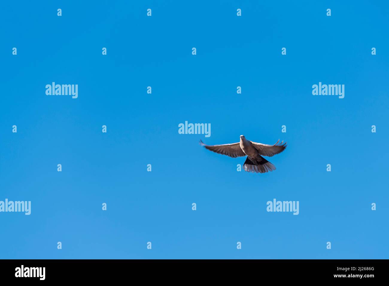 The racing pigeon in the clear blue sky. Image from bottom to up and