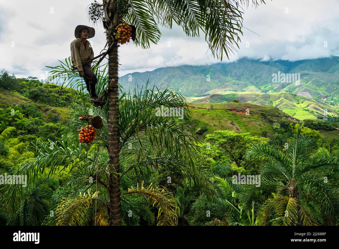 A Colombian farmer, climbing a peach palm tree, lowers a bunch of harvested chontaduro fruits on a farm near El Tambo, Colombia. Stock Photo