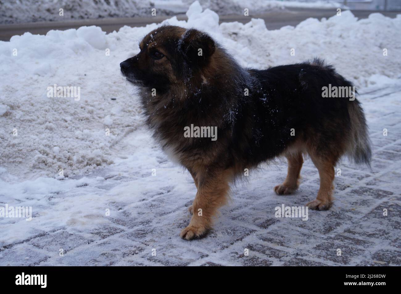 Dog on snow Stock Photo