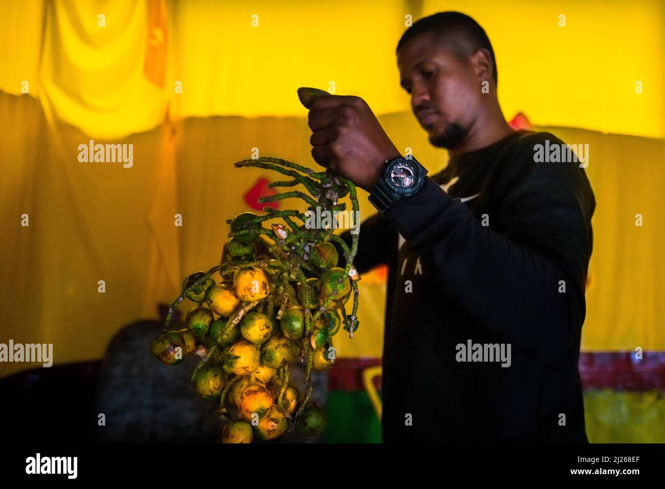 An Afro-Colombian man cuts raw chontaduro (peach palm) fruits from the bunch in a processing facility in Cali, Valle del Cauca, Colombia. Stock Photo