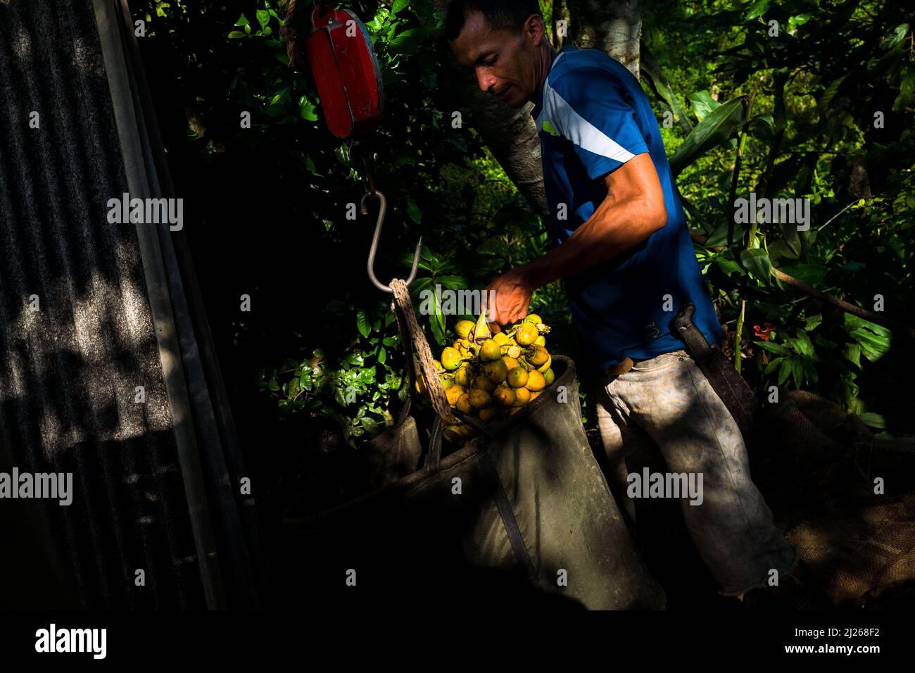 A Colombian farmer weighs bunches of harvested chontaduro (peach palm) fruits on a farm near El Tambo, Cauca, Colombia. Stock Photo