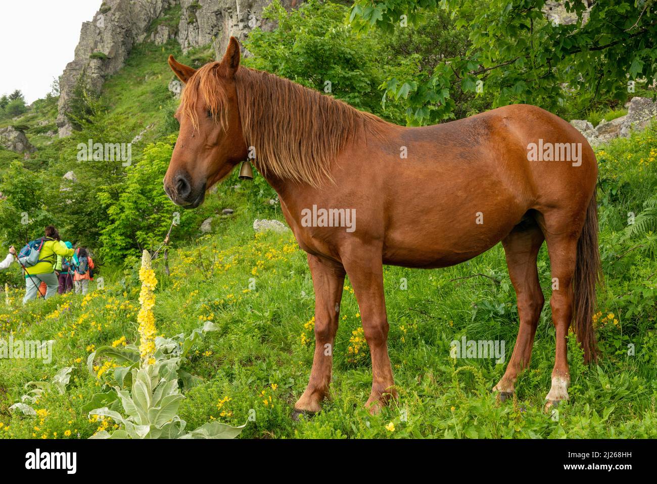 Brown domesticated horse used for helping a moutain hut deliveries in Central Balkan UNESCO bioshere reserve on the  long distance trail E3 path, Bulg Stock Photo