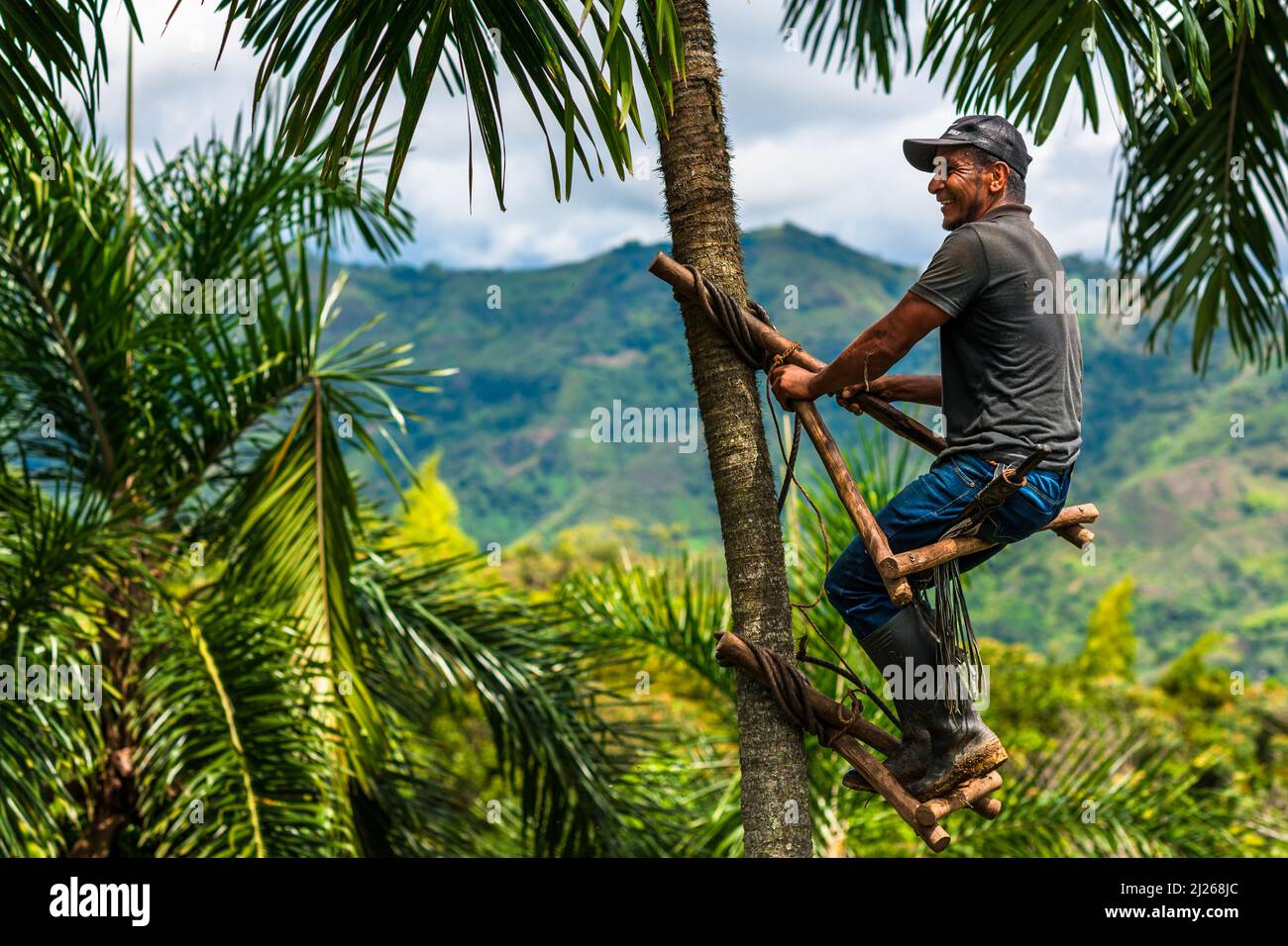 A Colombian farmer climbs a peach palm tree, employing the traditional marota scaffold, on a farm near El Tambo, Cauca, Colombia. Stock Photo