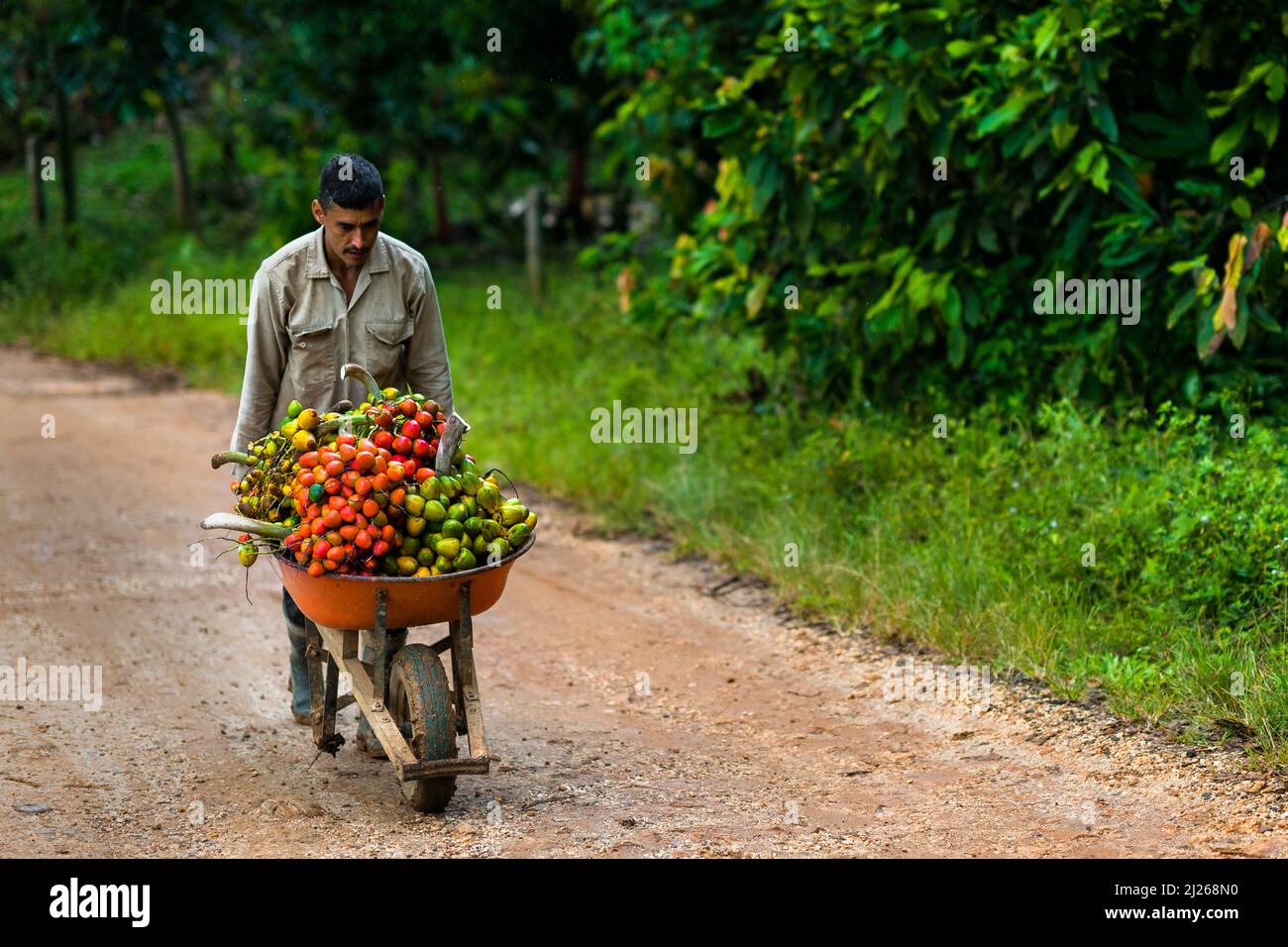 A Colombian farmer pushes a wheelbarrow loaded with freshly harvested chontaduro (peach palm) fruits on a farm near El Tambo, Cauca, Colombia. Stock Photo