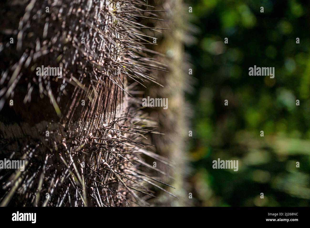 A trunk of a peach palm is seen covered with sharp, needle-like spines on a farm near El Tambo, Cauca, Colombia. Stock Photo