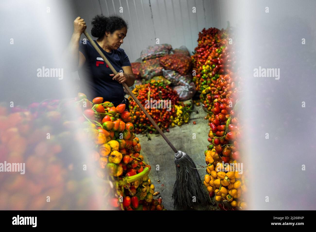 An Afro-Colombian woman mops the floor in a freezer room full of raw chontaduro fruits in a processing facility in Cali, Valle del Cauca, Colombia. Stock Photo