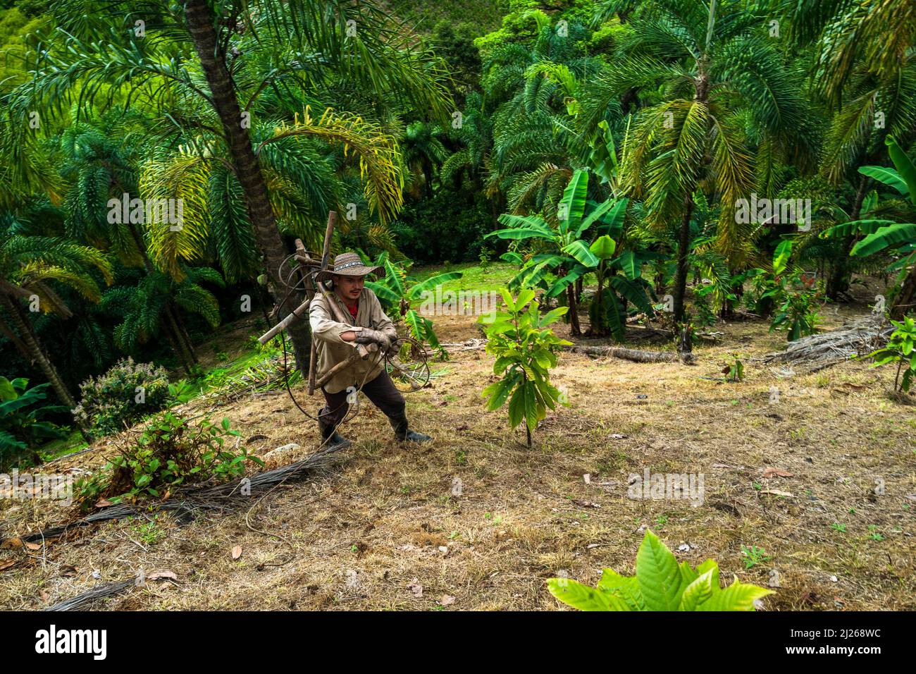 A Colombian farmer carries the traditional marota scaffold on a farm near El Tambo, Cauca, Colombia. Stock Photo