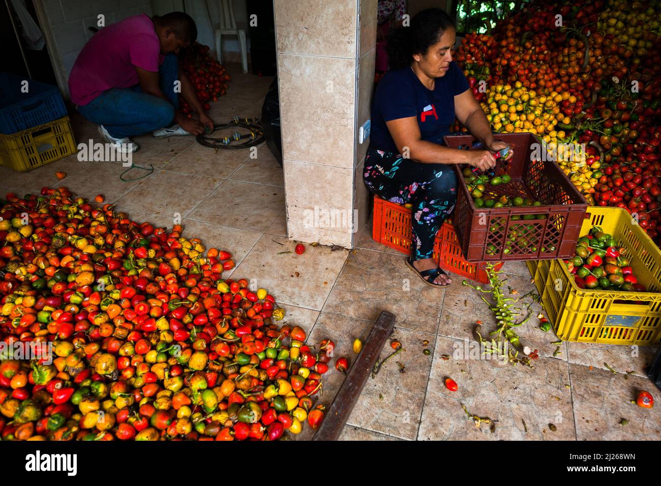 An Afro-Colombian woman cuts raw chontaduro (peach palm) fruits from the bunch in a processing facility in Cali, Valle del Cauca, Colombia. Stock Photo