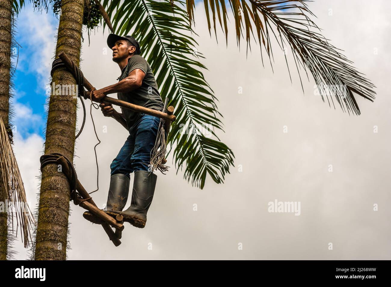 A Colombian farmer climbs a peach palm tree, employing the traditional marota scaffold, on a farm near El Tambo, Cauca, Colombia. Stock Photo